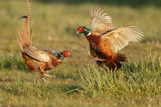Pheasant males are fighting in during mating season