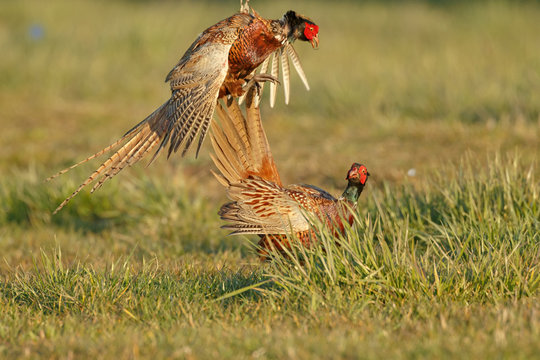 Pheasant males are fighting in during mating season