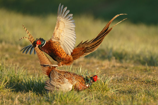 Pheasant males are fighting in during mating season