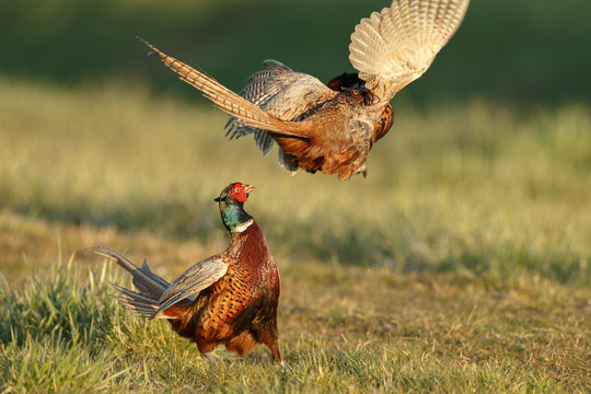 Pheasant males are fighting in during mating season