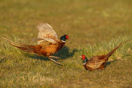 Pheasant males are fighting in during mating season