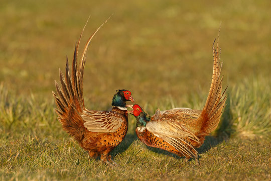 Pheasant males are fighting in during mating season