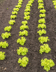 Young curly green leaf lettuce plants in the soil