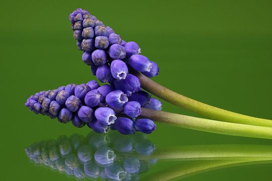 Blauwe druifjes,Muscari botryoides