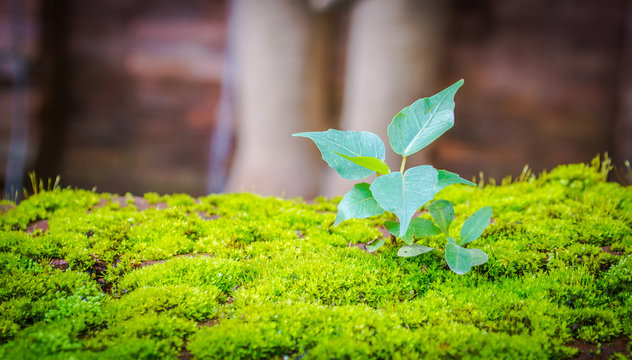 Small Bodhi Tree
