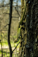 Lizard