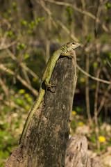 Lizard