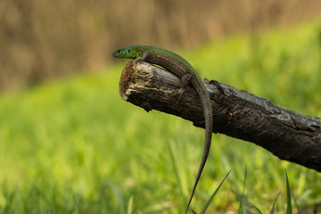 Lizard