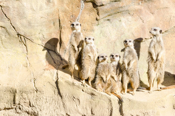 Family Portrait of a Gang of Six Slender-Tailed Meekats Standing