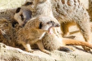 Gang of Short-Tailed Meerkats Huddle Together Sleepily with One
