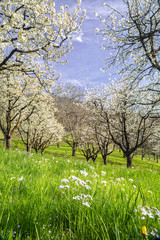 Naklejka premium Kirschblüten