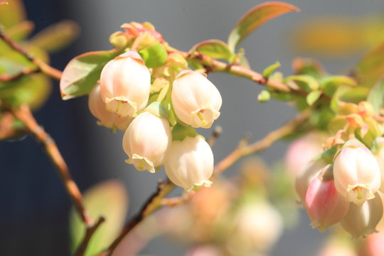  Blueberry flower in Japan