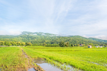 Fototapeta na wymiar beauty sunny day on the rice field