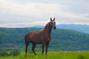 beautiful bay horse to stand against mountains