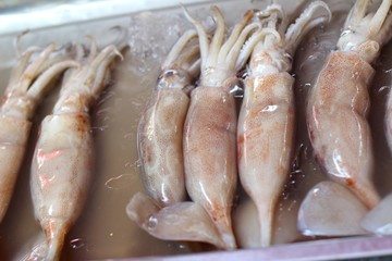 Fresh squid in the market