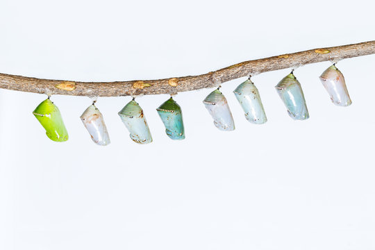 Tiger Butterfly Chrysalis