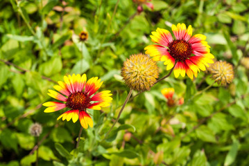 Kokardenblume in einem Blumenbeet