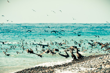 Cormorants on the sea coast