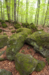 view of a forest of beech trees in summer