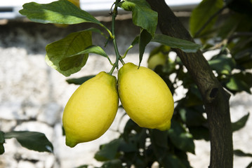 two ripe lemons hanging on a tree
