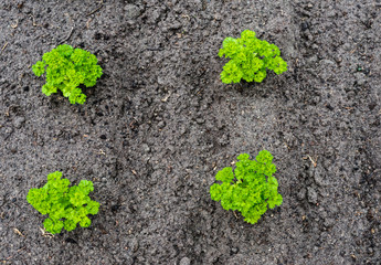 Curly garden parsley plants from above