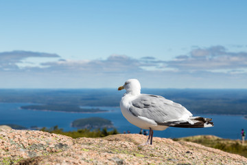 Seagull Looking out to Sea