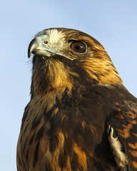 Falcon Side View