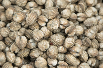 fresh cockles seafood background