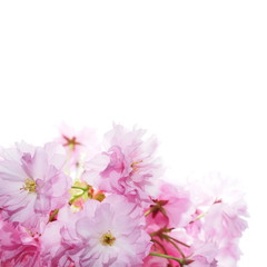 Naklejka na ściany i meble Cherry blossom, flowers isolated on white background