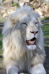 White lion (Panthera leo krugeri)