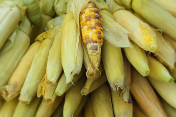Fresh corn at the market