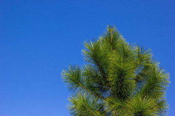Con&iacute;fera e fundo azul