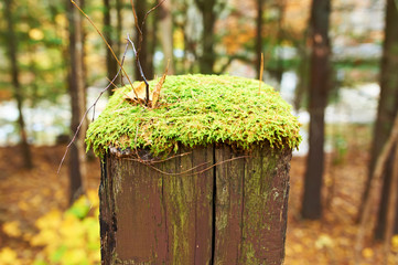Moss grows on wooden pole