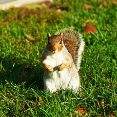 Gray squirrel in park