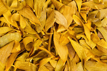 Close-up photo of a dry leaves. Viscum album, medicinal plant, t