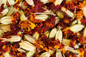 Marigold flowers are drying for herbal medicine use (tagetes).