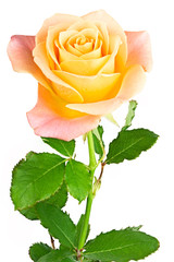 beautiful pink rose