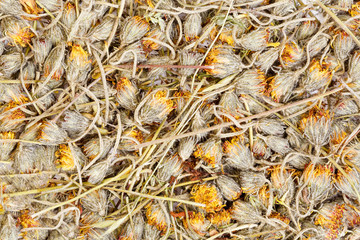 Hawkweed are drying for herbal medicine use.