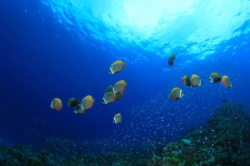 Fototapeta na wymiar School of fish on coral reef underwater