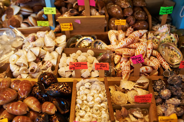 Sea shells for sale in a souvenir shop