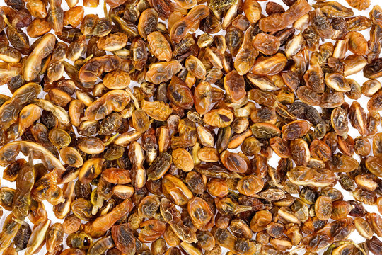 Dried sophora japonica beans. Abstract background.