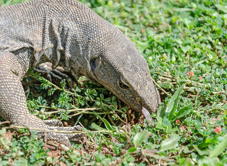 dragon, Bengal monitor