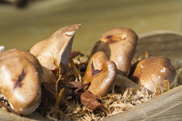 cultivated mushrooms