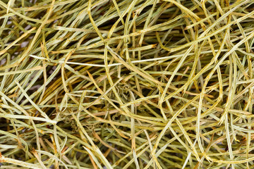 Field Horsetail - close-up photo.