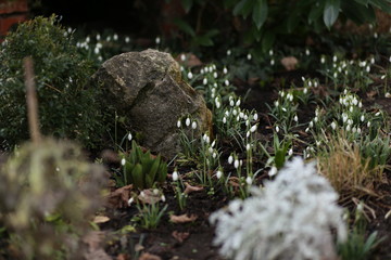 Frühlingserwachen