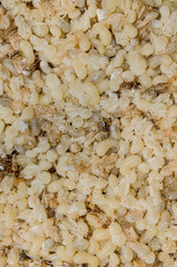 ant eggs