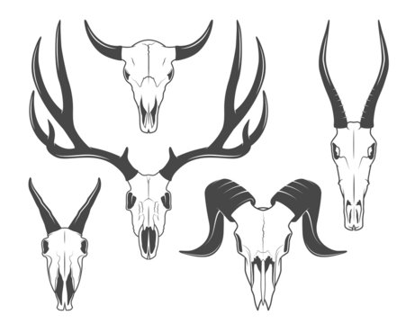 Animal skulls set