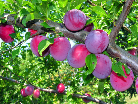 Ripe Plums On A Tree Branch