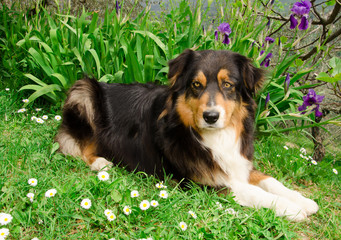 Cane da pastore australiano tra i fiori