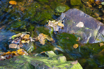 Autumn Leafs In Creek Detail, Belgium